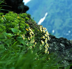 diapensia lapponica