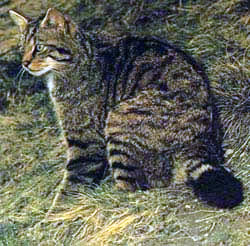 Scottish Wild Cat